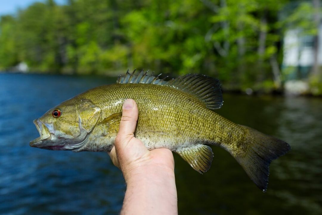 Ultra Light Bass Fishing Tips and Techniques for Success